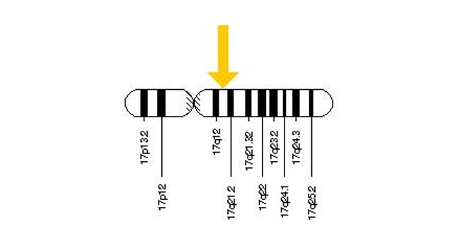 BRCA1-NIH-image-larger – Elaine Schattner